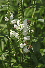 Wildbienen_weisse Gelenkblume_macro_900.webp