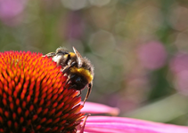 bumble bee_Echi_bokeh_macro_900.webp