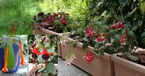 Fuchsien.webp
