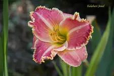 IMG_4366.webp