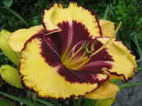 legwoods jumpstar1_1024x768.webp