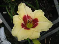 sil. shooker_1024x768.webp