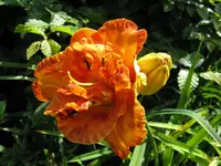 awasome luck1_1024x768.webp