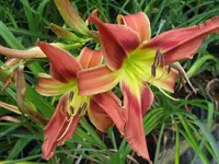 narrentanz4_1024x768.webp