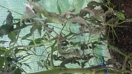 20160719_182551.webp