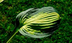 hosta.captain.kirk_0006.webp