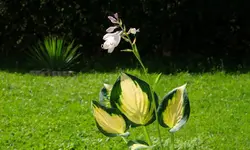 hosta.forbidden.fruit_0012.webp