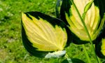 hosta.forbidden.fruit_0010.jpg