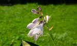 hosta.forbidden.fruit_0007.jpg