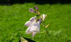 hosta.forbidden.fruit_0007.jpg
