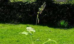 hosta.old.glory_0004.webp