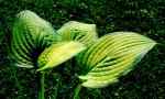 hosta.old.glory_0006.jpg