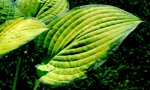 hosta.old.glory_0005.jpg