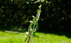 hosta.old.glory_0003.webp