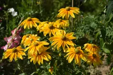 Sonnenhut-Prairie Sun.webp