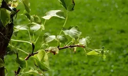 kletterhortensie.miranda.-.hydrangea.petiolaris.miranda_0005.webp