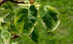kletterhortensie.miranda.-.hydrangea.petiolaris.miranda_0008.jpg