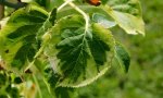 kletterhortensie.miranda.-.hydrangea.petiolaris.miranda_0010.jpg