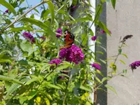 Tagpfauenauge.webp