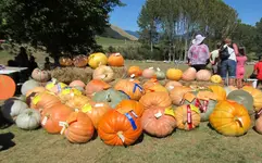 IMG_2842v.jpg