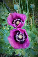 DSCF6895 (2).webp