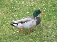 Bilda1043.webp
