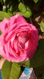 IMG_20160722_111428626.jpg