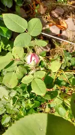 IMG_20160722_111441336_HDR.webp