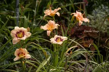 IMG_4458-2.webp