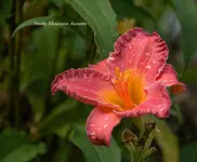 IMG_4460-2.webp