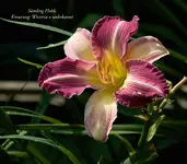 IMG_4471-2.webp