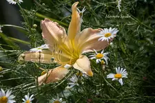 IMG_4487.webp