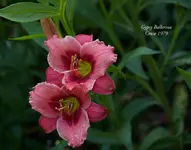 IMG_4491-2.webp
