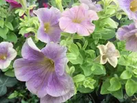 Bilda1178.webp