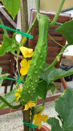 IMG_20160722_154230.webp