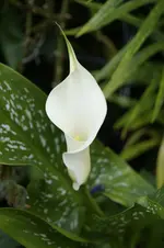_DSC0805.webp
