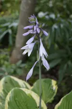 _DSC0810.webp