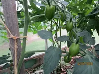 IMG_1308.jpg