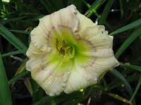 baby blues_1024x768.webp