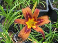 brown witch_1024x768.webp