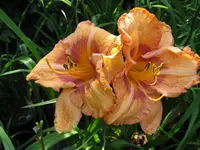 hemitage ticho_1024x768.webp