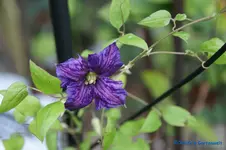 comp_DSC05545.webp