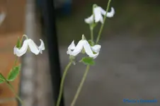 comp_DSC05547.webp