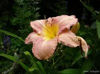 P1120701.webp