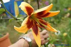comp_DSC05537.webp