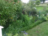 2016-06-18 Grenzbeet.webp