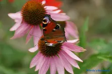 comp_DSC05541.webp