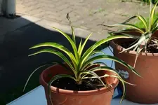 yucca.filamentosa.color.guard.klein_0009.webp