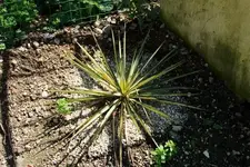 yucca.filamentosa.color.guard_0043.webp