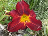 DSCF6917 (2).webp